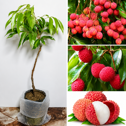 Muzaffarpur Shahi Litchi Grafted Plant