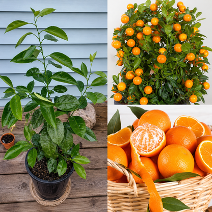 Mandarin Sweet Orange  Grafted Plant ( All  Time Fruit)