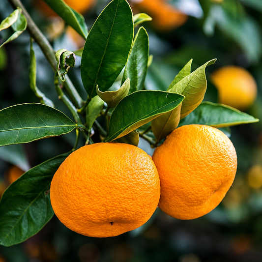 Mandarin Sweet Orange  Grafted Plant ( All  Time Fruit)