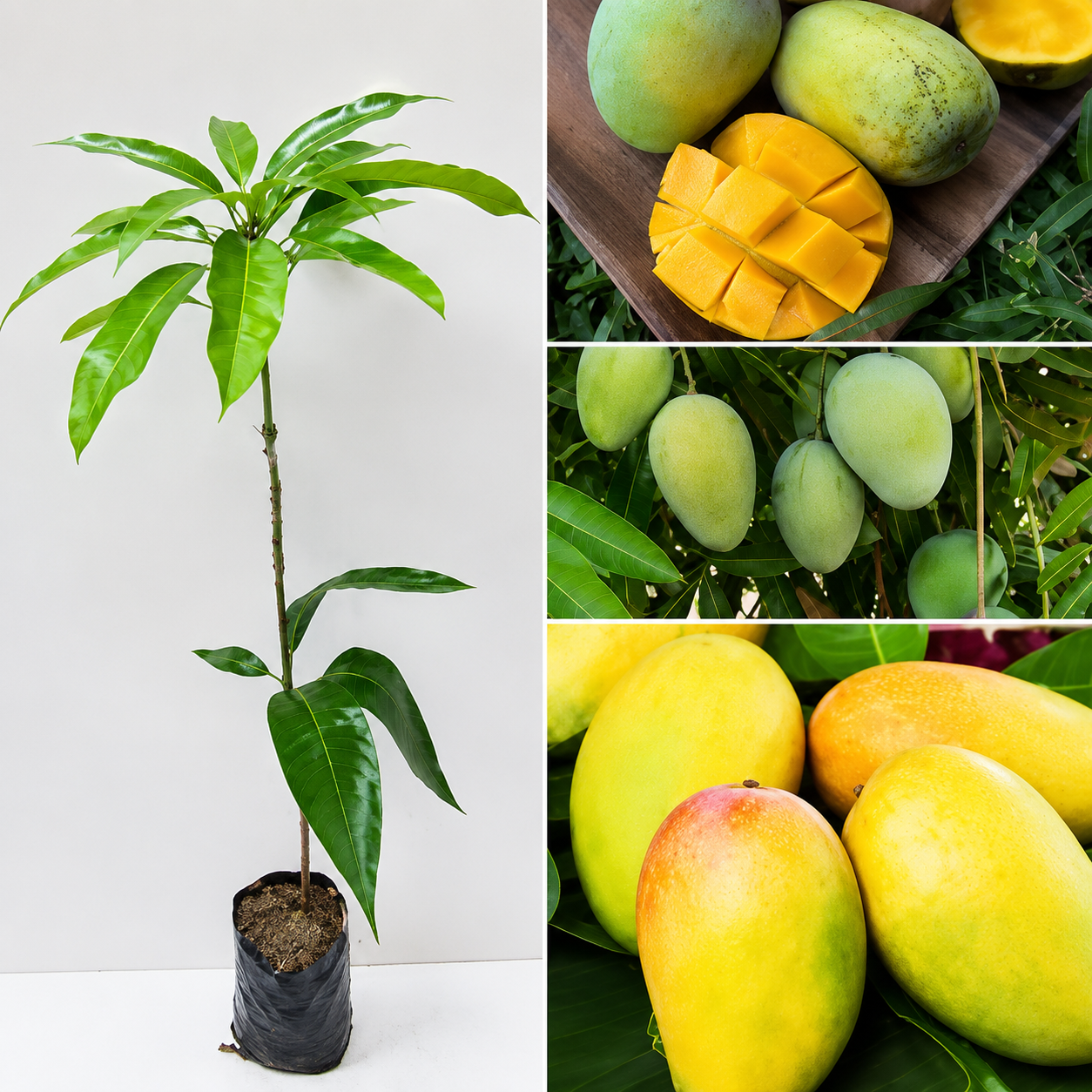 Thai All Time Mango Grafted Plant ( Baramasi Mango )