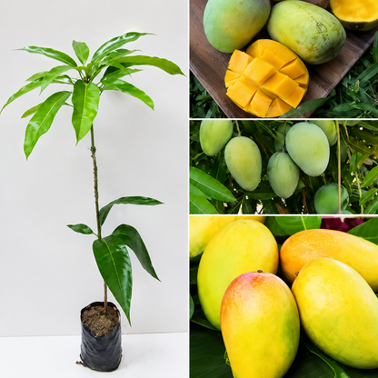 Thai All Time Mango Grafted Plant ( Baramasi Mango )
