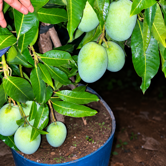 Thai All Time Mango Grafted Plant ( Baramasi Mango )