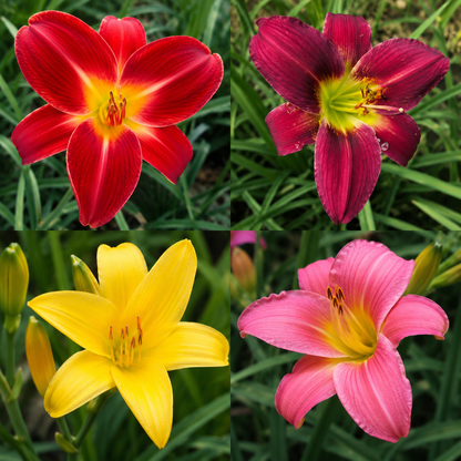 Daylily Flower Bulbs (Mix Colour )