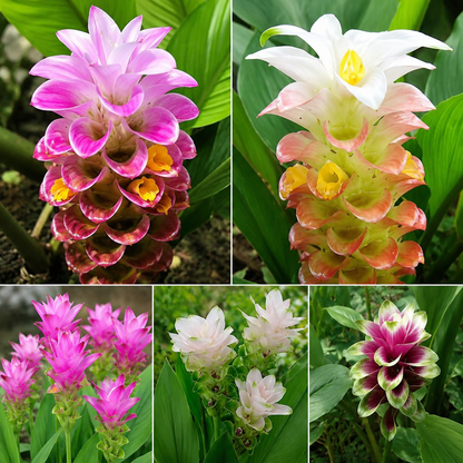 Curcuma Lily Bulb (Mix Colour )