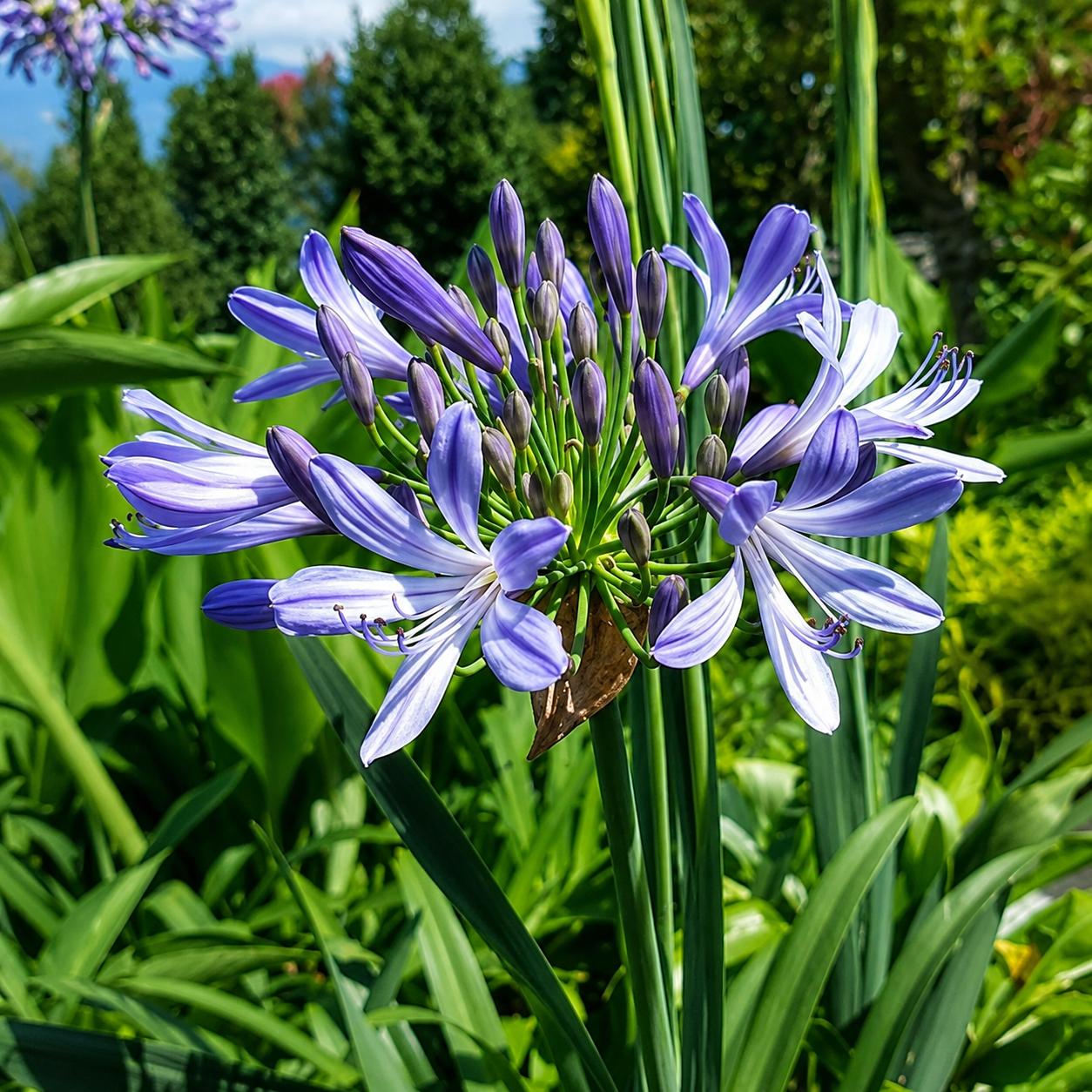 Agapanthus Flower Bulbs
