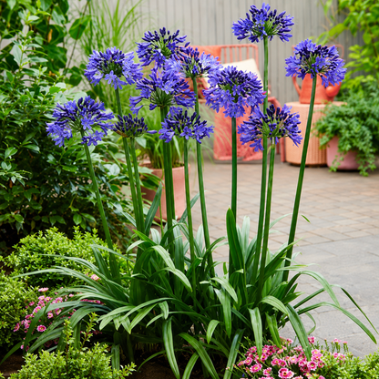 Agapanthus Flower Bulbs