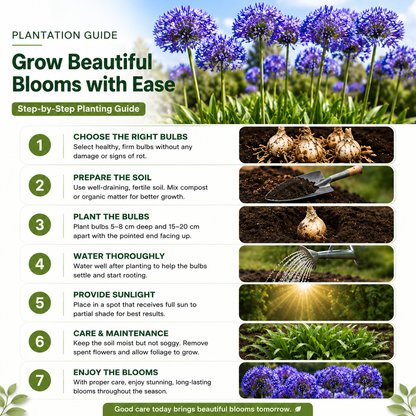 Agapanthus Flower Bulbs