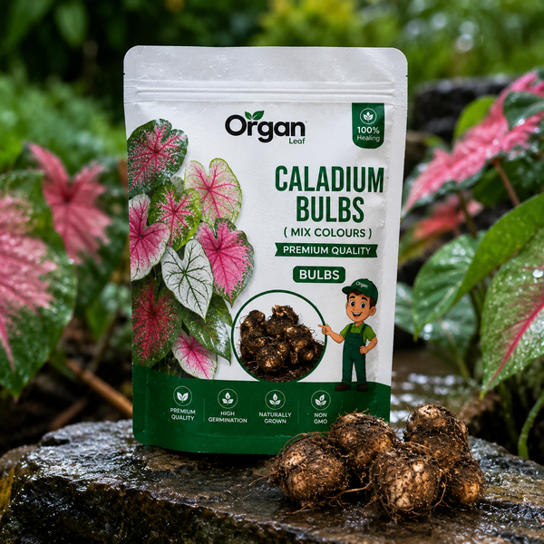 Caladium Bulbs (Mix Colours )