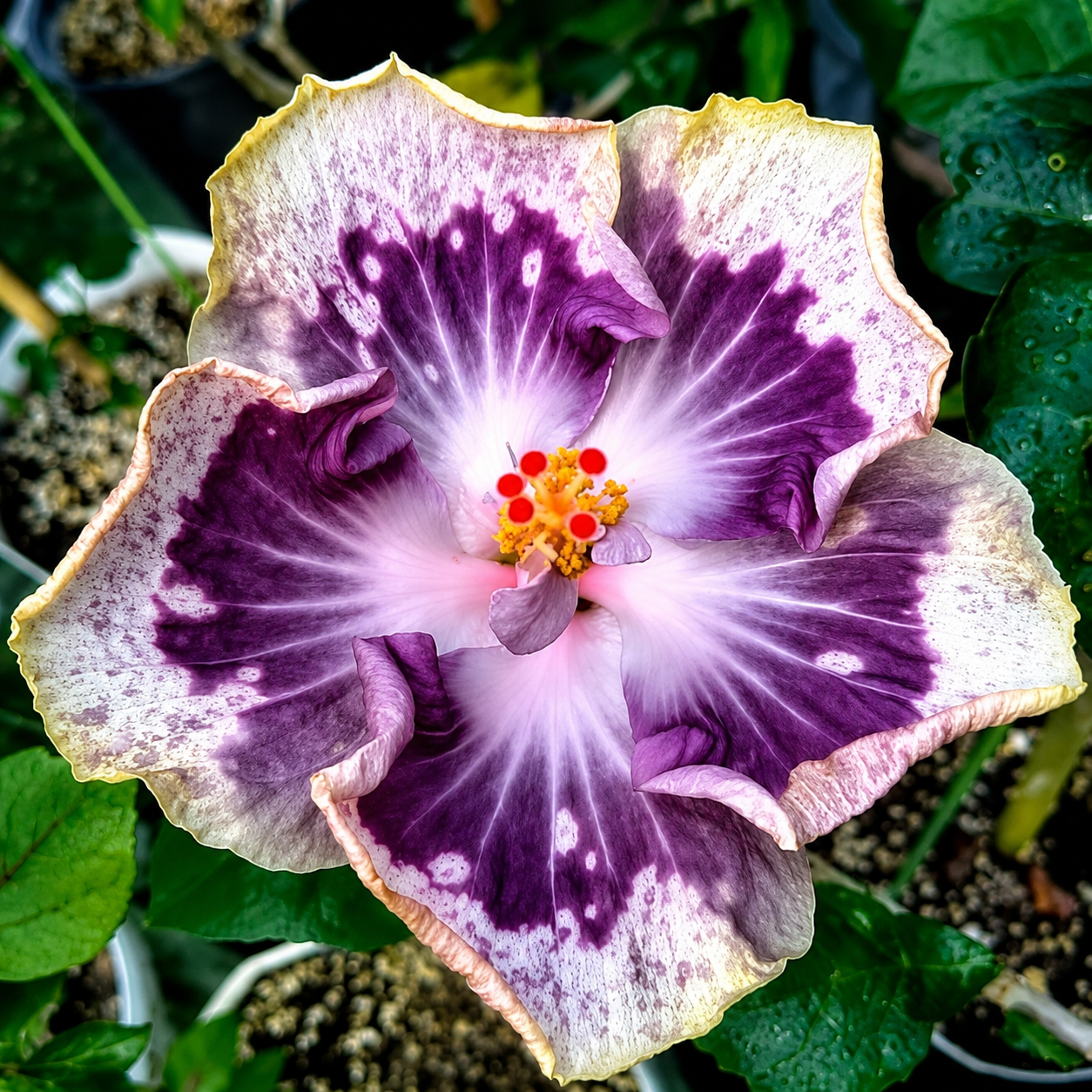 Chis Garden Lavender Frosting Hibiscus Plant