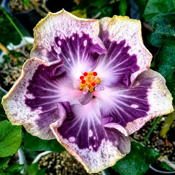 Chis Garden Lavender Frosting Hibiscus Plant