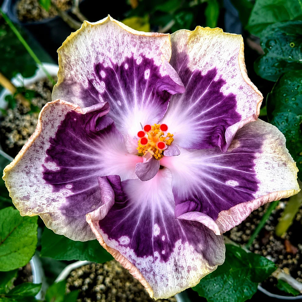 Assorted Hibiscus Plants