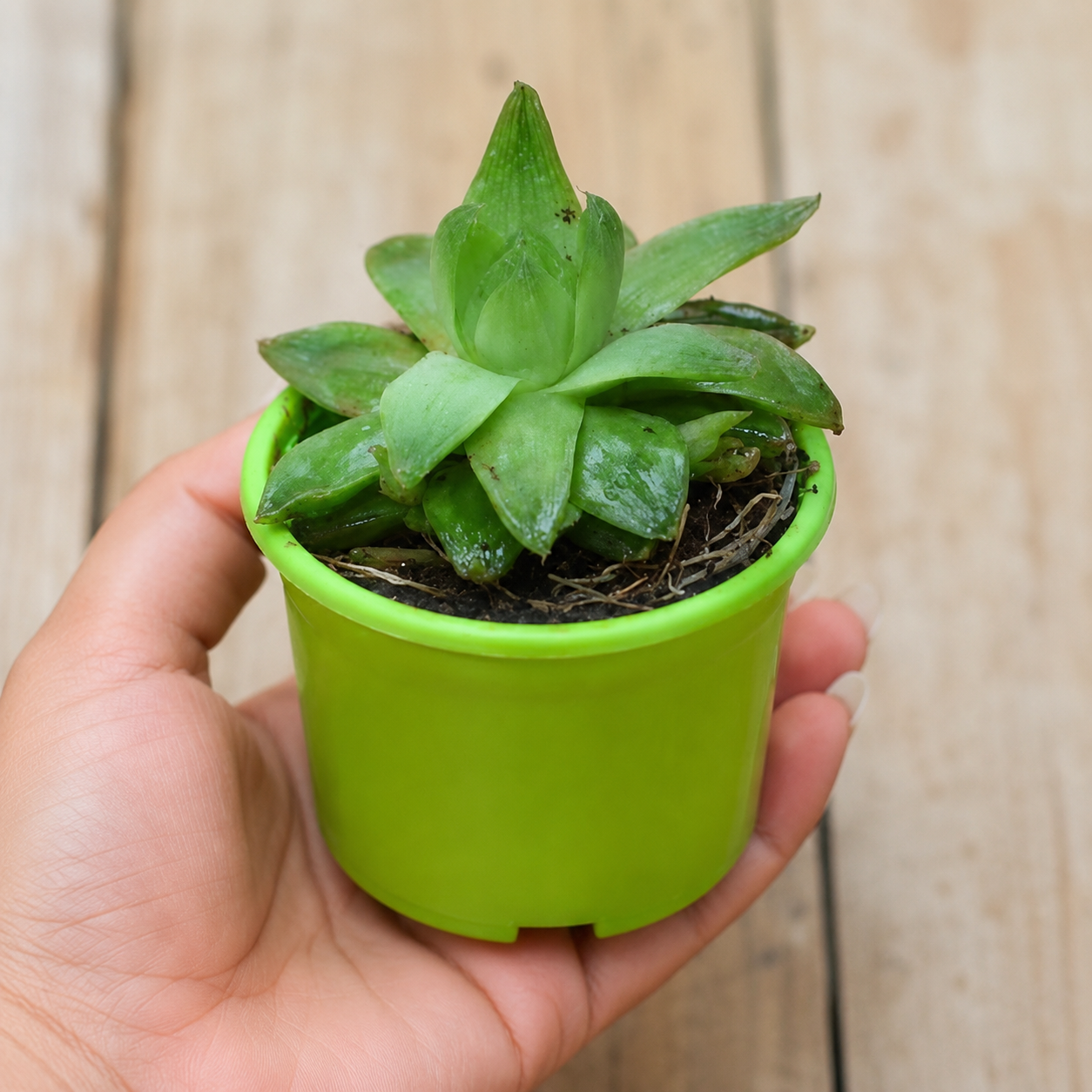 Haworthia Cymbiformis (bare rooted)