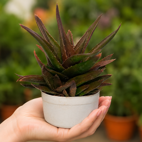 ALOE BLACK BEAUTY (Bare Rooted)