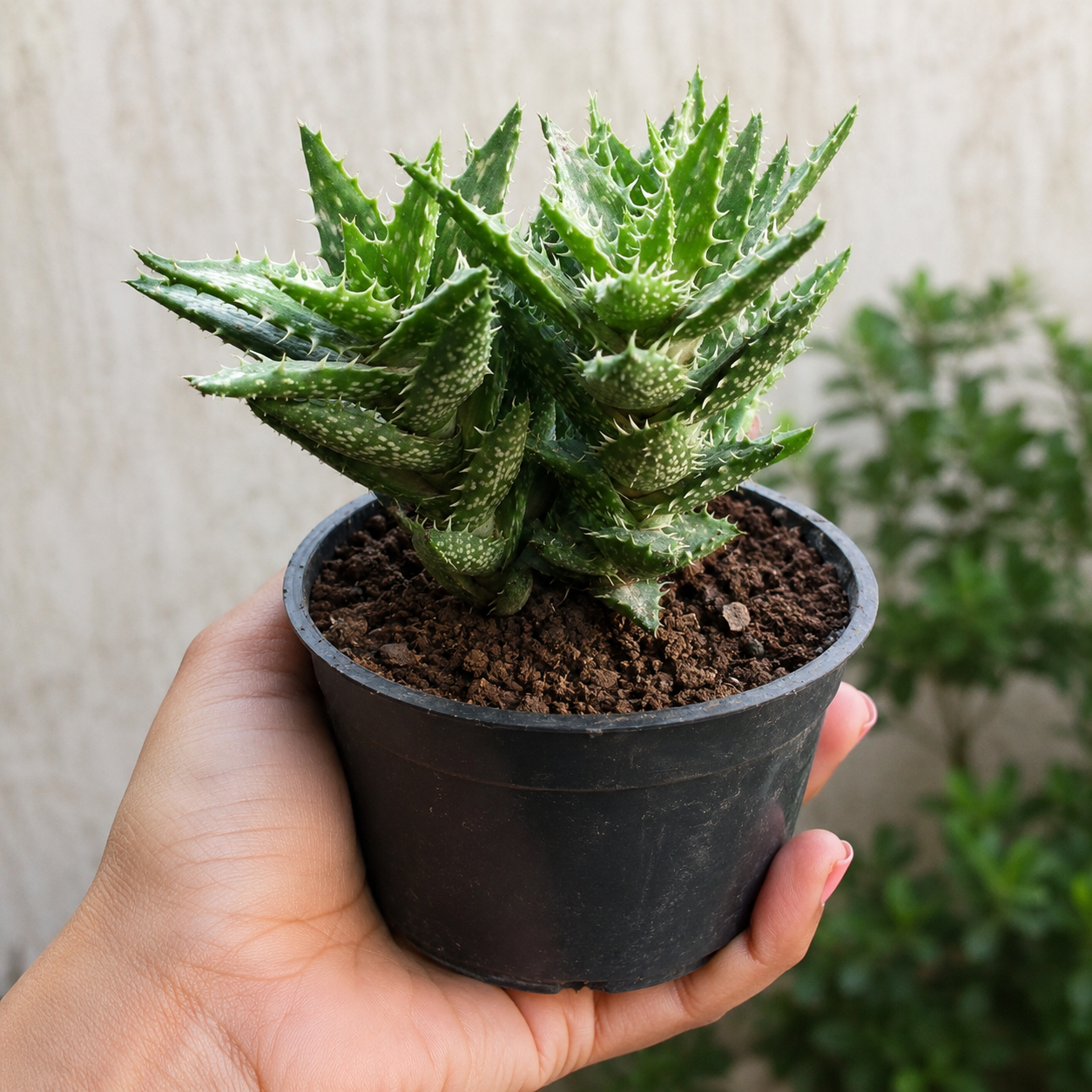 Tiger Tooth Aloe Plant