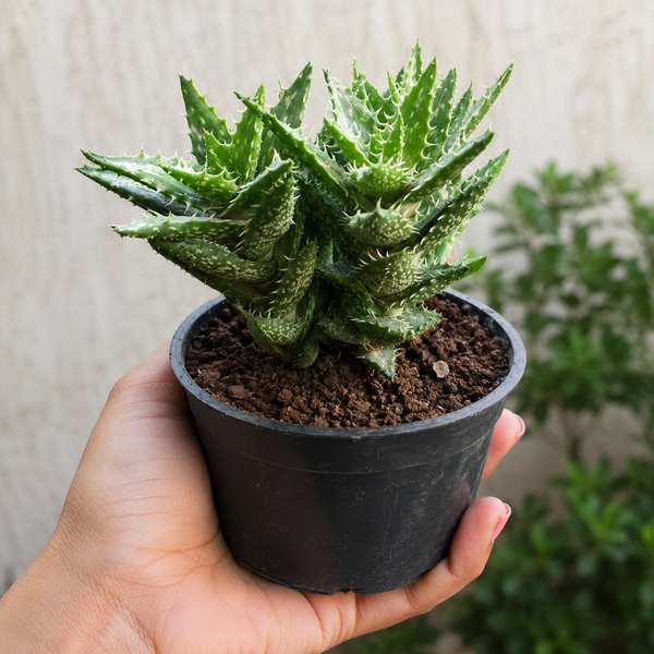 Tiger Tooth Aloe Plant