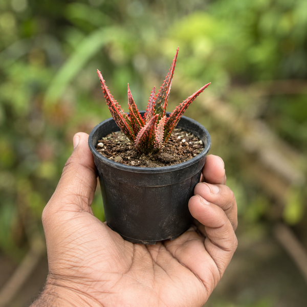Christmas Carol Aloe