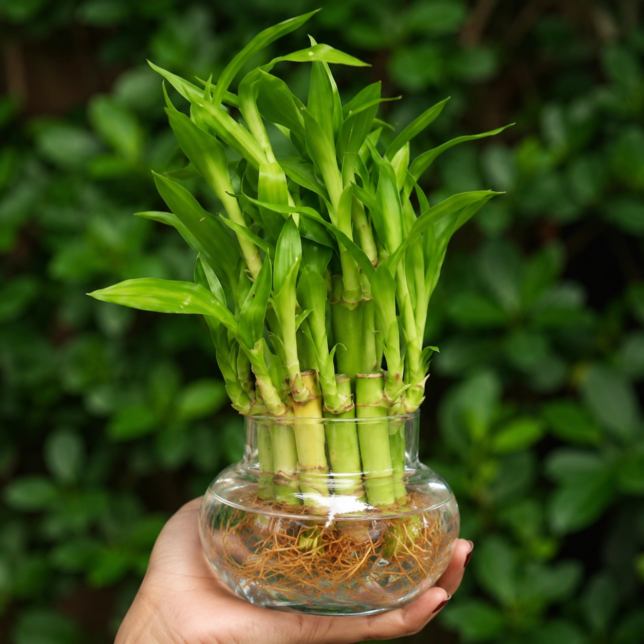 Lucky Bamboo Plant