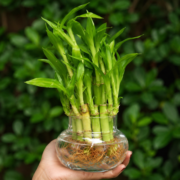 Lucky Bamboo Plant
