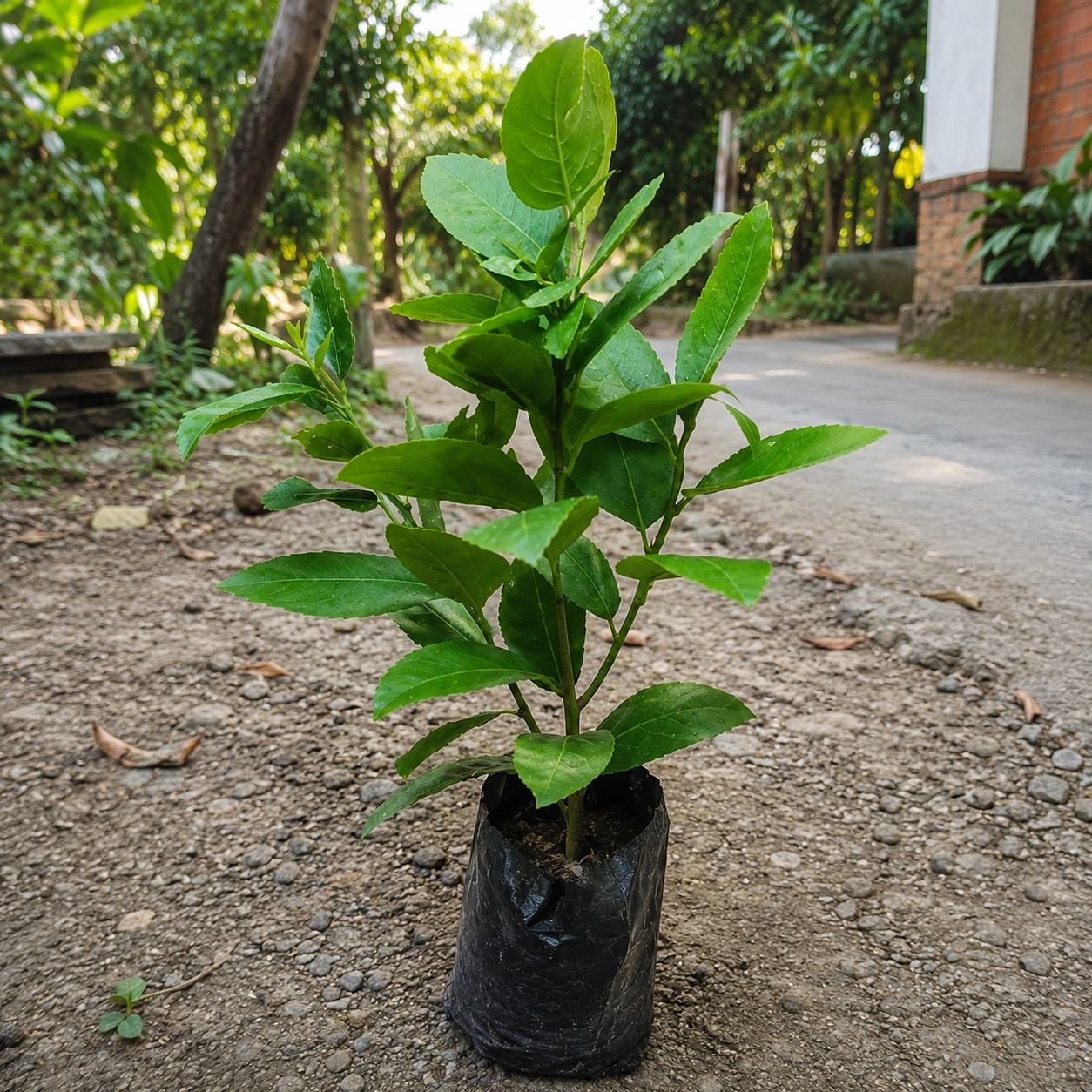 Gandhoraj Lemon All Time Grafted  Plant .
