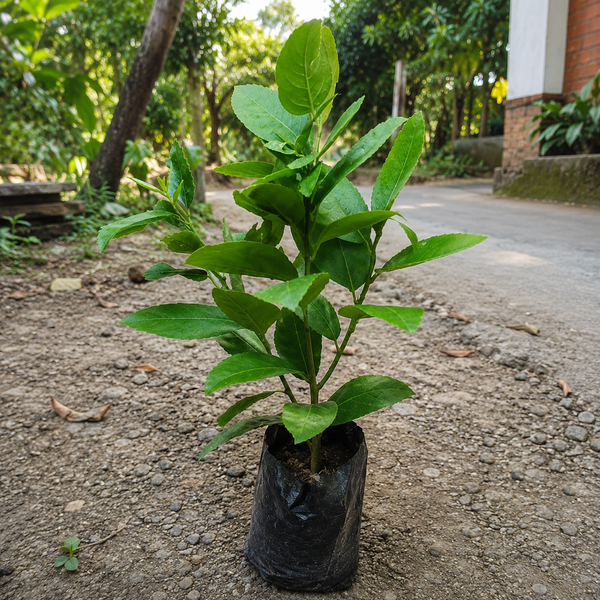 Gandhoraj Lemon All Time Grafted  Plant .