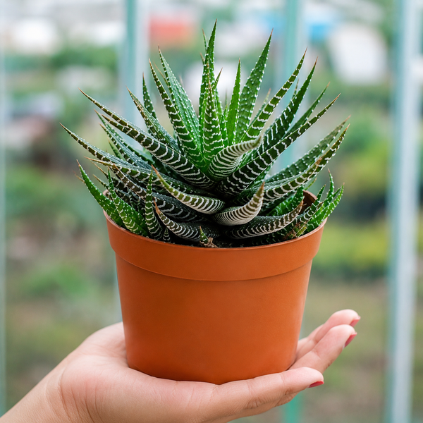 Hawothiopsis Zebra (Bare Rooted)