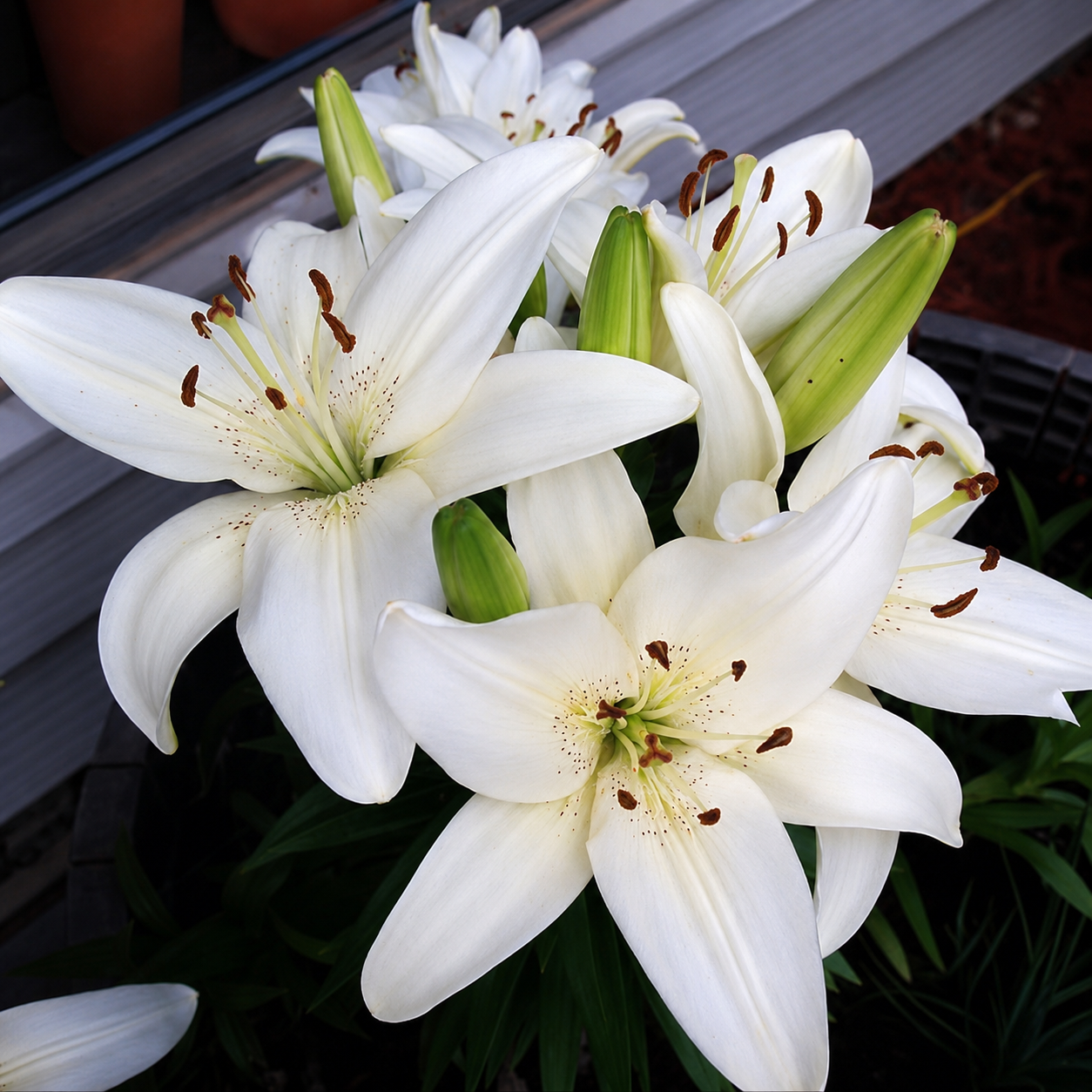 Asiatic Lily Bulbs