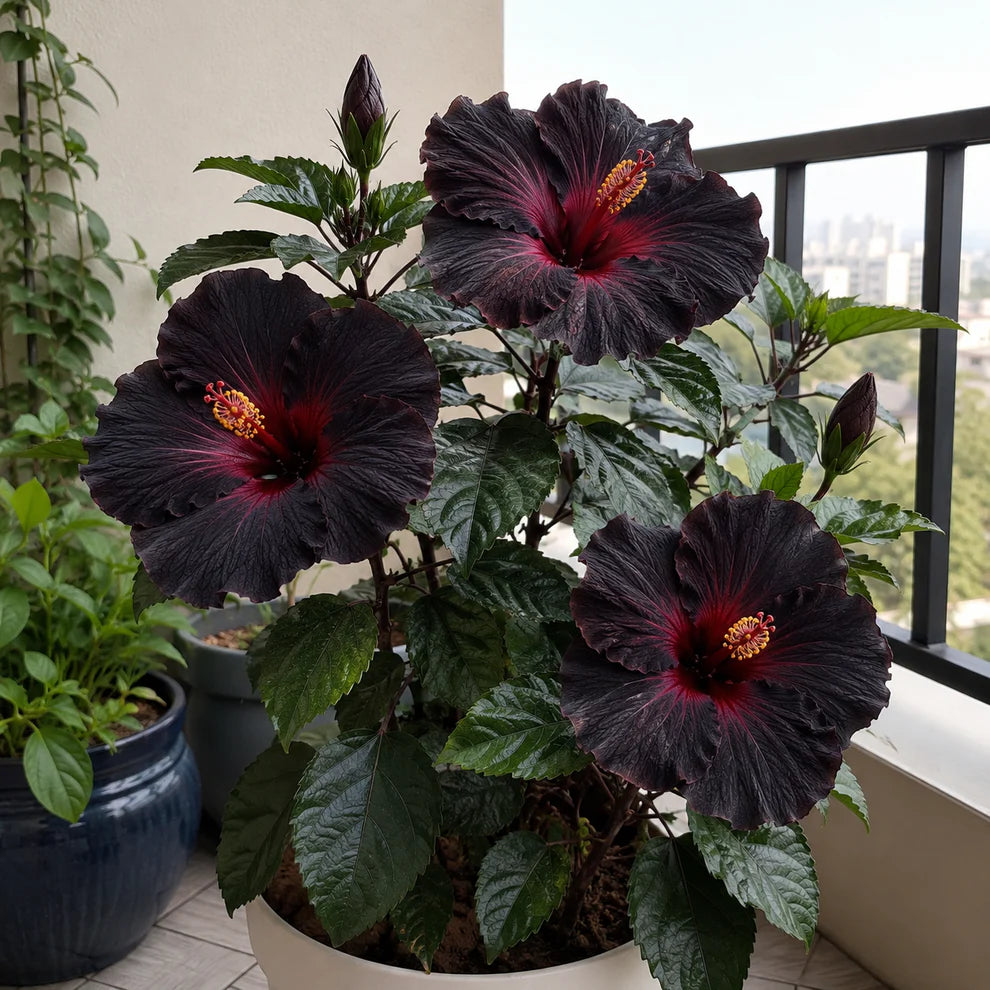 Assorted Hibiscus Plants