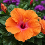 Hawaiian Sunset Hibiscus Live Plant