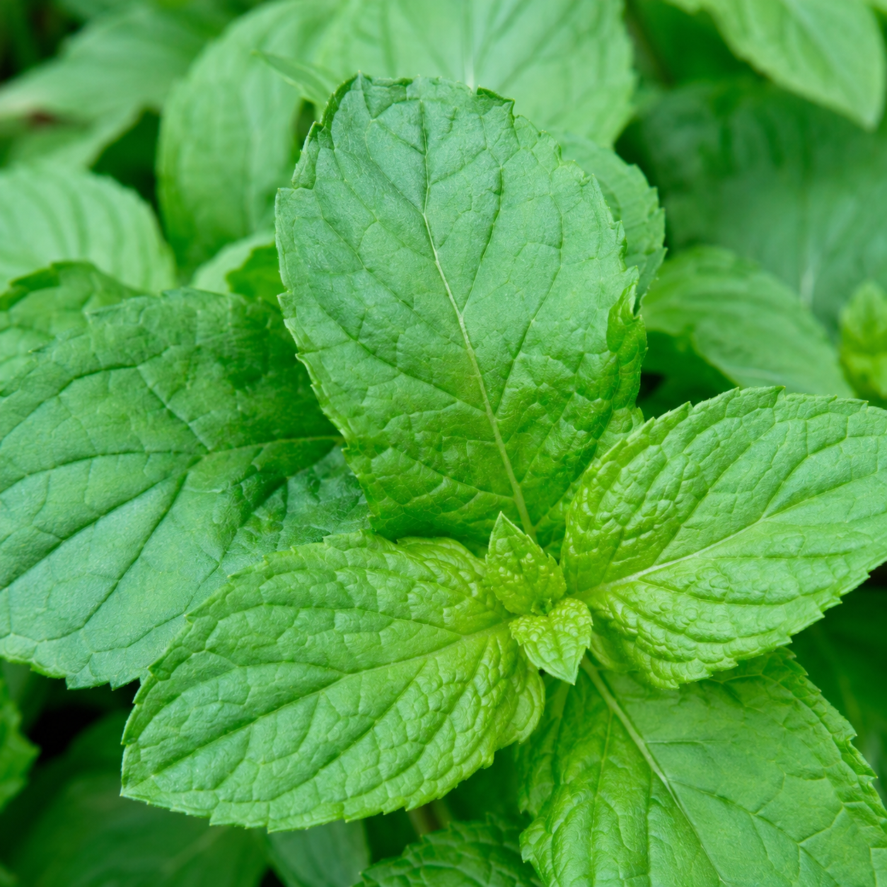 Mint Tulsi Live  Plant