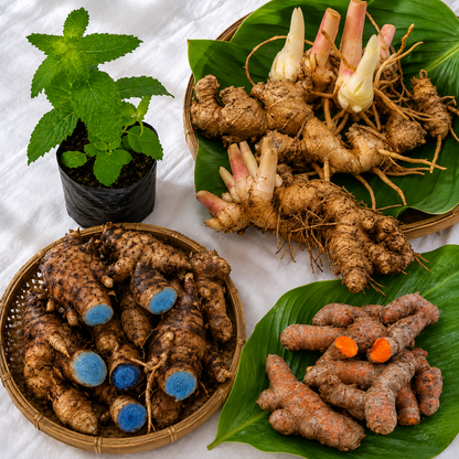 Ayurvedic Wellness Plant Combo