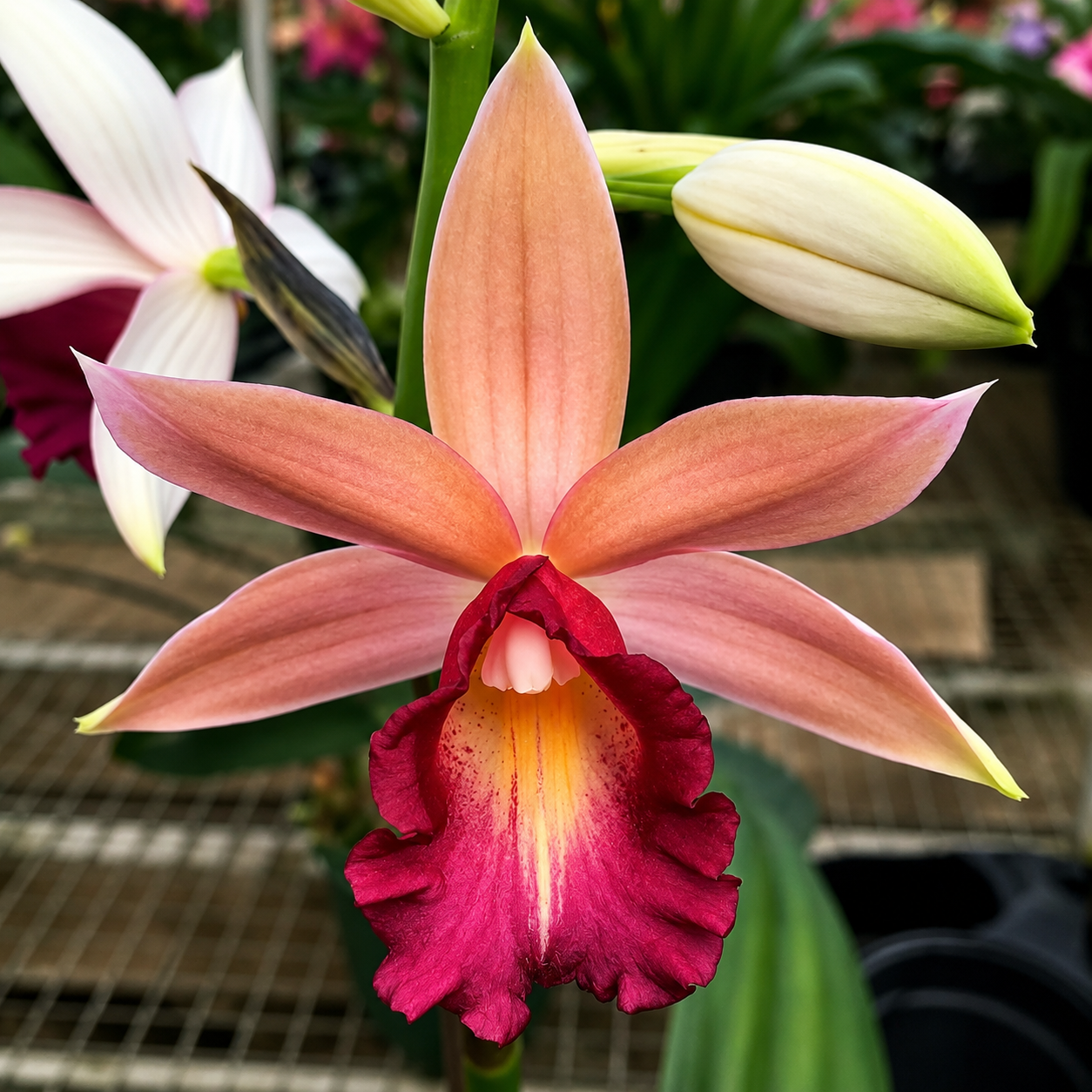 Nun Orchid Flower Bulbs