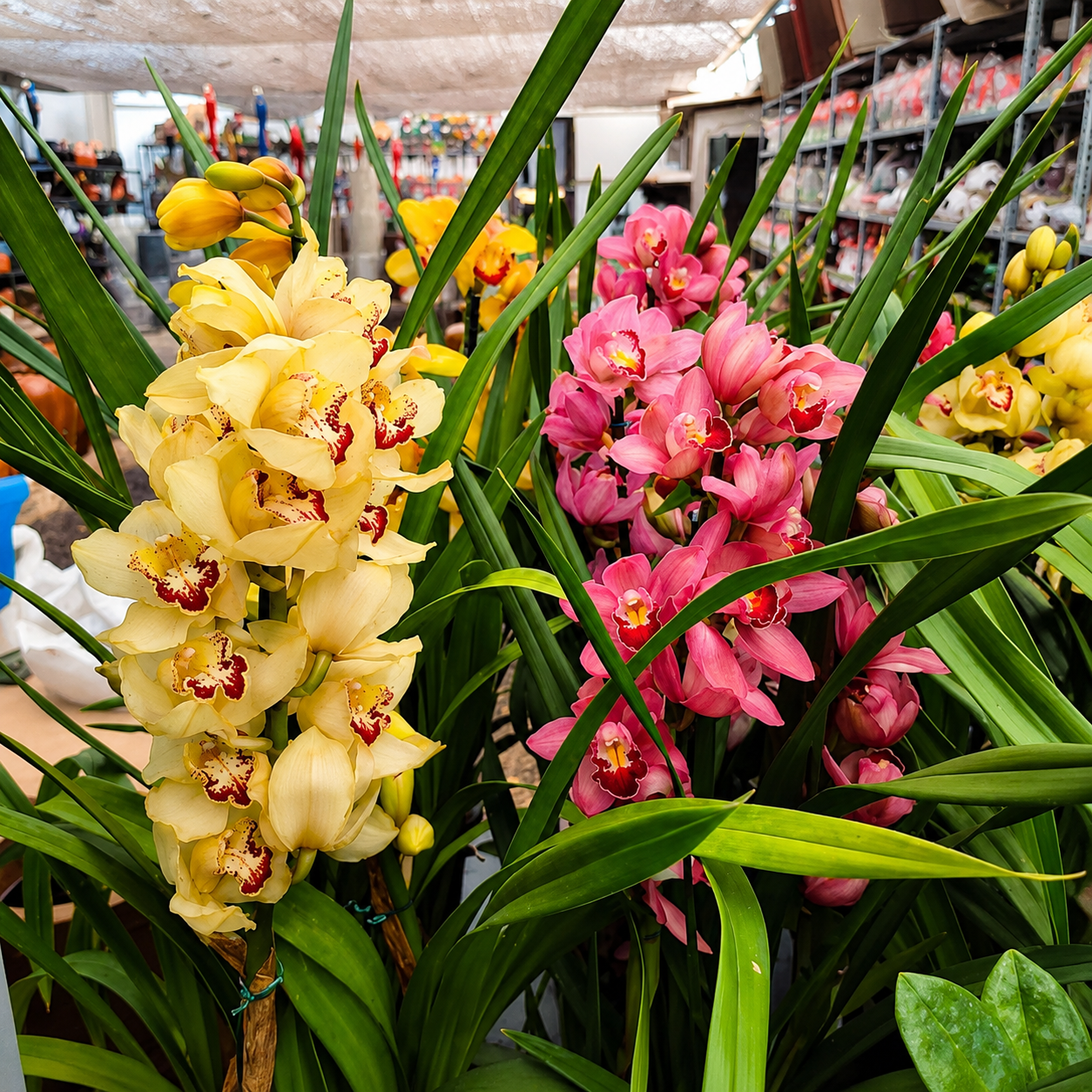 Cymbidium Orchid Flower Bulbs
