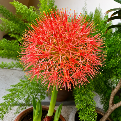 Football Lily  Bulbs