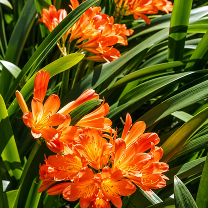 Clivia Lily Bulbs