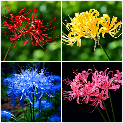Spider Lily Mix Colour Bulbs