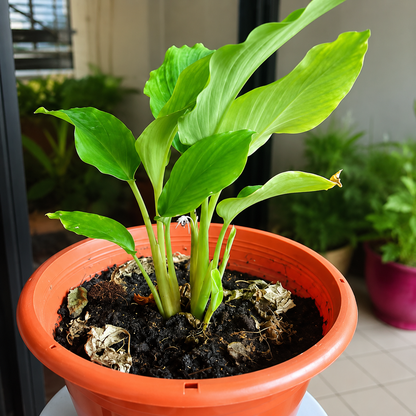 Black Ginger  Bulbs