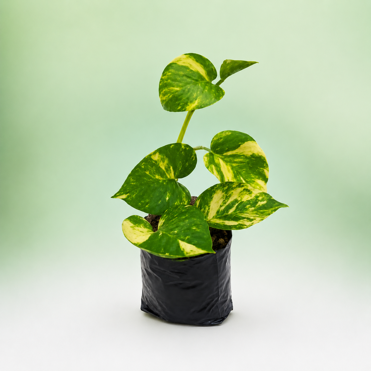 Money Plant