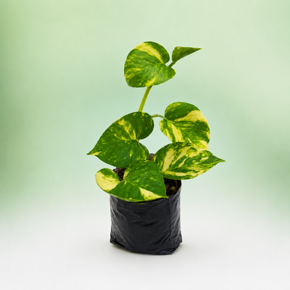 Money Plant