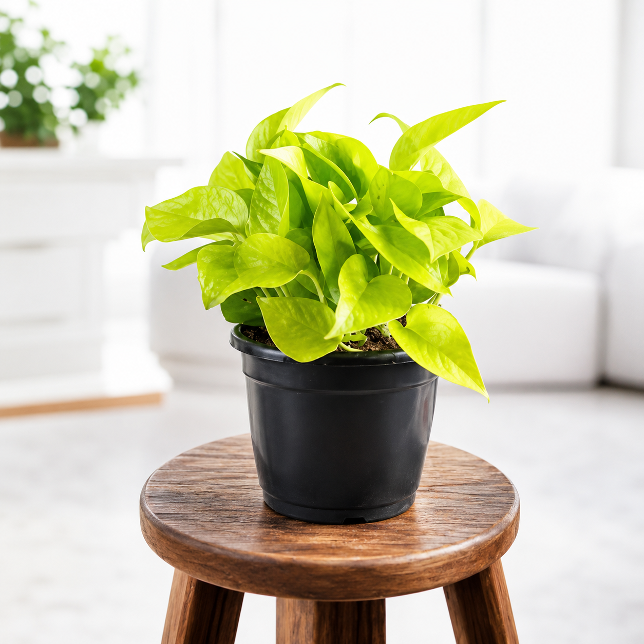Money Plant