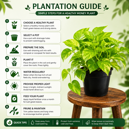 Money Plant