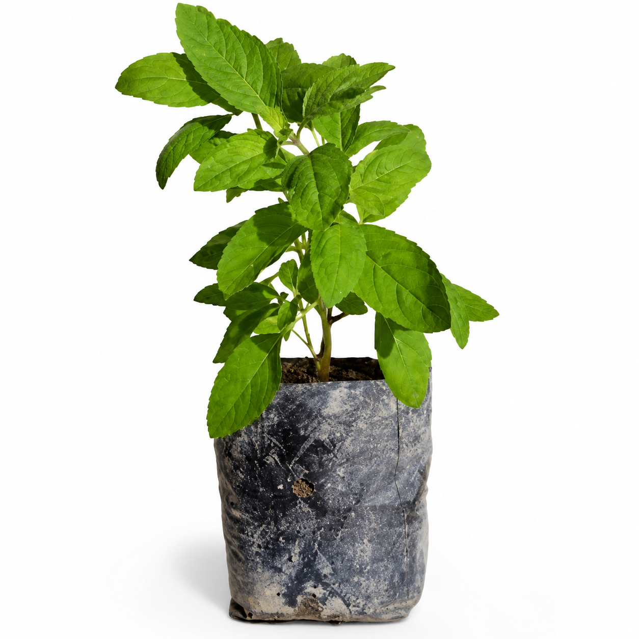 Tulsi Live Plant