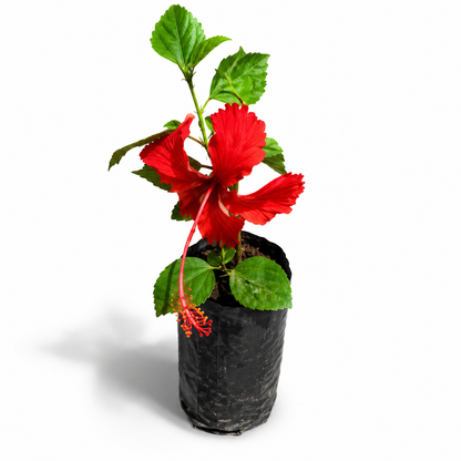 Red Hibiscus Live Plant