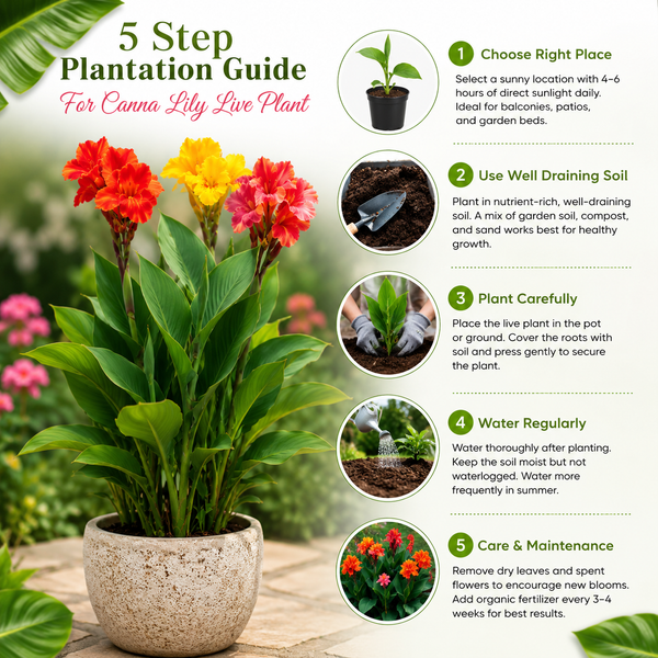 Canna Lily Live Plant