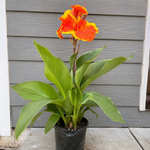 Canna Lily Live Plant