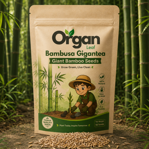 Bambusa Gigantea - Giant Bamboo Seeds