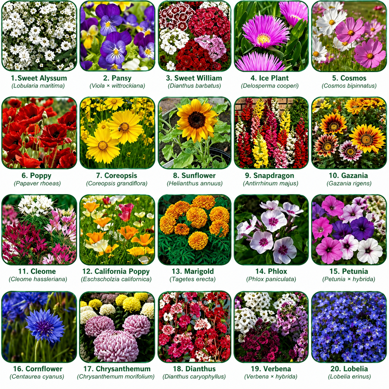 Flower Garden Mix - 20 Different Flower Variety Seeds