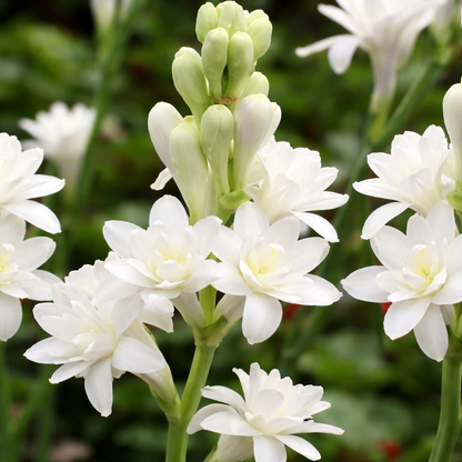 Rajanigandha Bulbs (Tuberose)