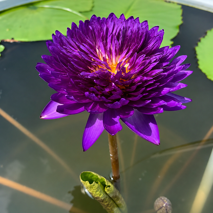 Assorted Tropical Waterlily