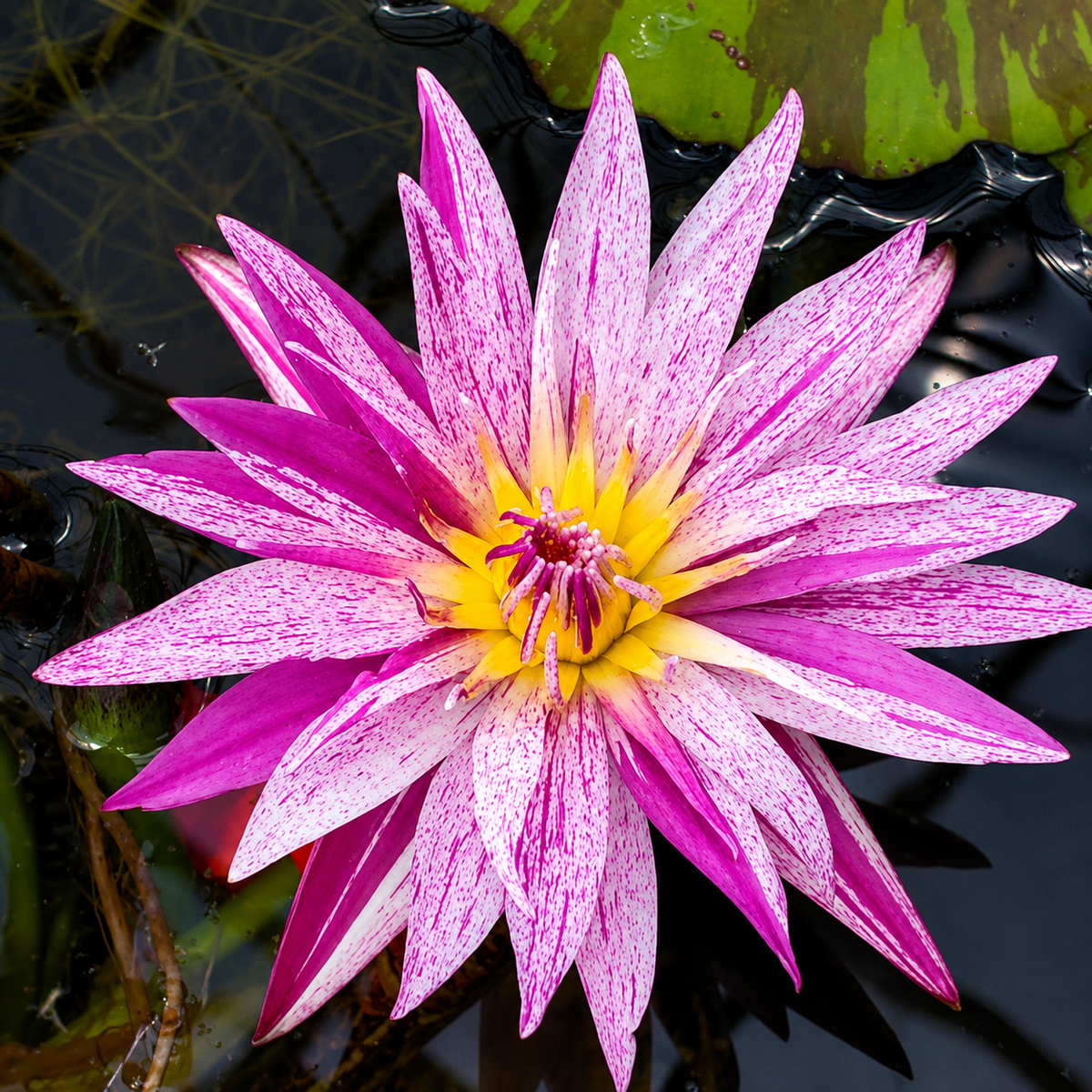 Assorted Tropical Waterlily