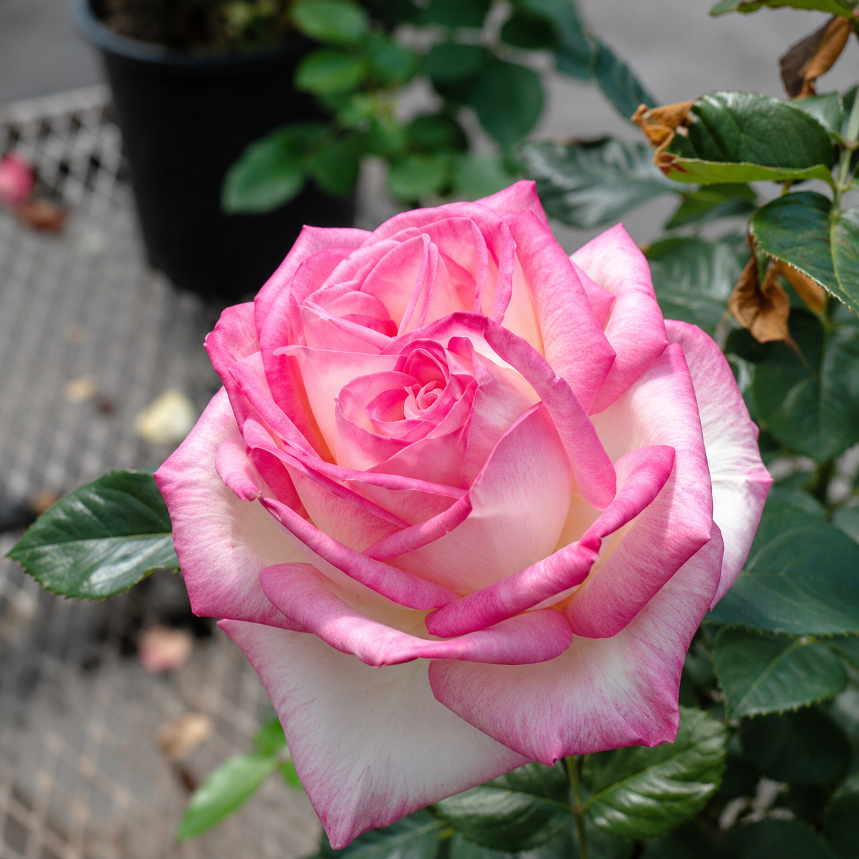 Princess Of Monaco Rose Plant